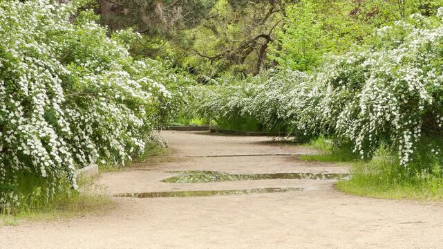 Lush, white spirea bushes cascade beautifully along a quiet dirt pathway following a gentle rain. The fresh greenery and soft puddles create a deeply peaceful, refreshing, and nostalgic spring mood.