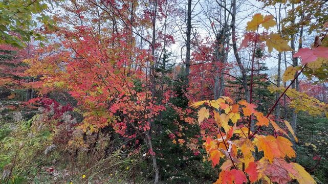 Colors burst forth as fall blankets Beechville Lake, revealing stunning leaves. Nature whispers tales of change and beauty in every rustling branch and crisp breeze