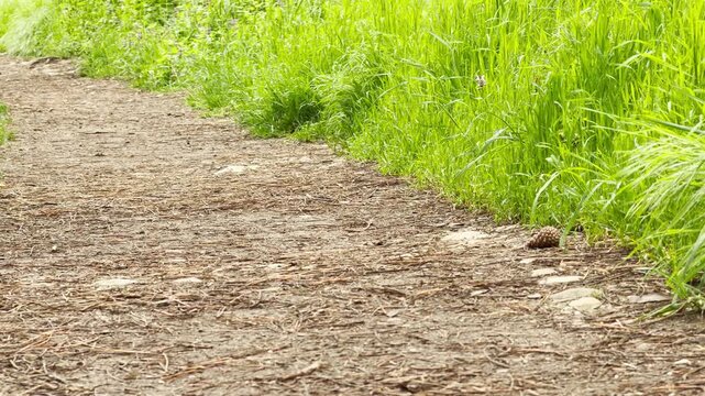 A solitary pinecone rests quietly along a rustic dirt path bordered by lush, vibrant green grass. The simple natural scenery evokes a deeply peaceful, calm, and grounding feeling of solitude.