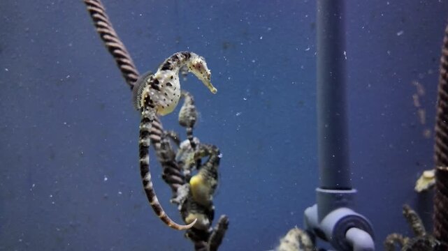Graceful seahorses clinging to a rope in an underwater environment
