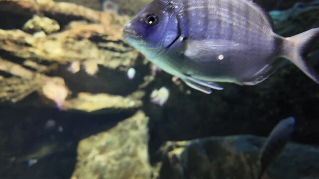 Striped Seabream and Other Fish in a Rocky Underwater Habitat
