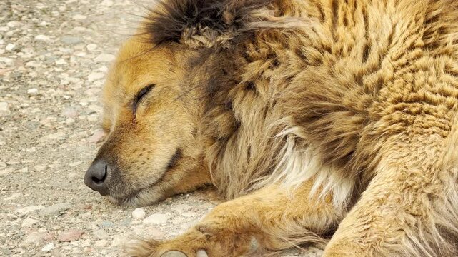 A scruffy, thick-furred dog rests its head comfortably on the gravel path. The tired animal looks completely serene and content as it naps in the warm sun.