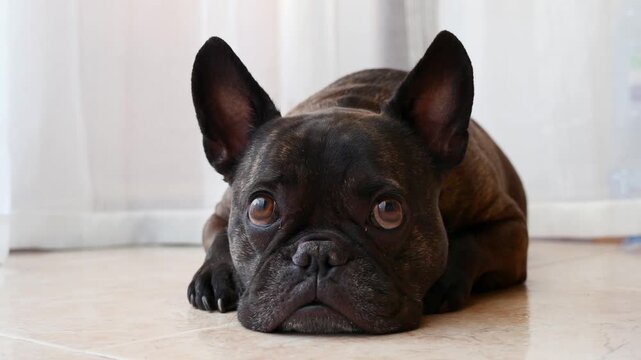 Brindle French Bulldog resting on floor and looking at camera indoors, pet grooming and care 4K video.
