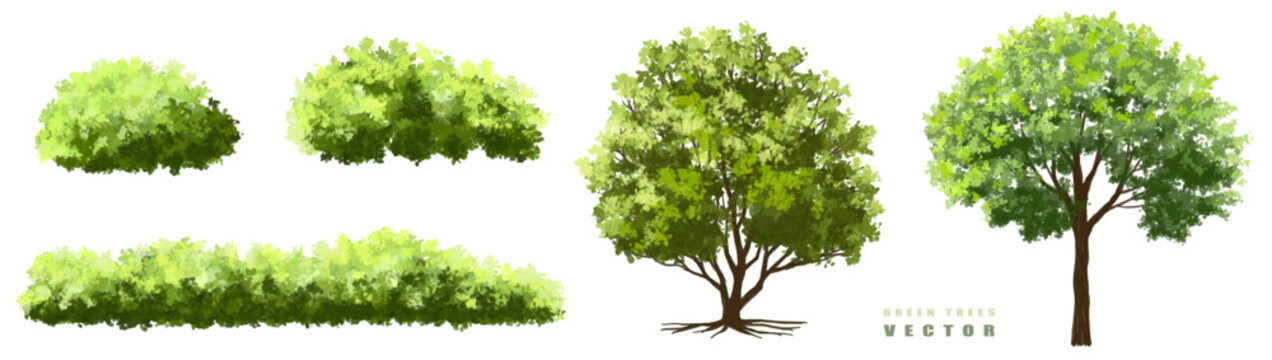 Vector watercolor green tree or forest side view isolated on white background for landscape and architecture drawing,elements for environment or garden,botanical element for exterior section in spring