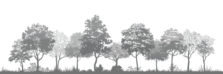 Fototapeta premium CAD tree drawing, landscape architecture vegetation outlines, minimal forest section graphics, side view planting elements, technical vector illustration.