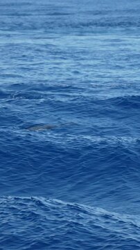 happy striped dolphin slow motion jumping in  ligurian mediterranean sea pelagos sanctuary