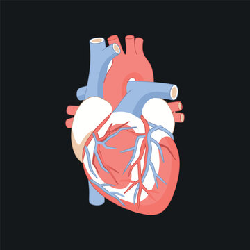 Anatomical human heart illustration on dark background with circulatory