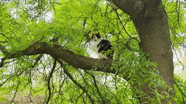 A tricolor calico cat perches securely on a massive curved tree limb amidst vibrant summer leaves. The wide view of the lush green canopy inspires a peaceful feeling of quiet exploration and freedom.