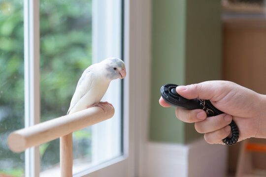 Close-up of a person training a small cute Forpus parrotlet with a black clicker trainer