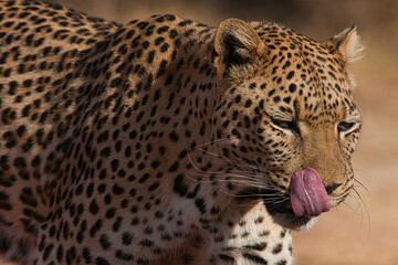 Naklejka premium African leopard licking its lips at Okonjima Nature Reserve in Namibia, portrait of wild big cat in afternoon sunlight.