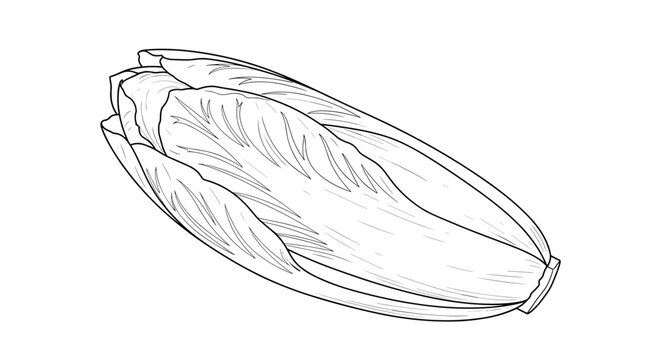 Detailed line drawing of a fresh head of Belgian endive or chicory vegetable in a simple black and white sketch.