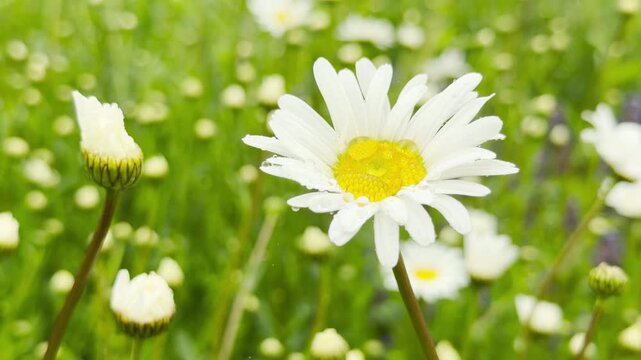 A cheerful white oxeye daisy blooms proudly in a bright green meadow. Covered in fresh morning dew, this delicate flower brings a joyful, pure, and uplifting feeling of a sunny spring day.
