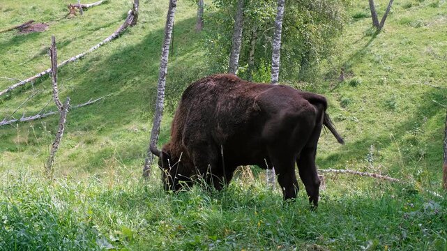 Video of European bisons grazes in a forest meadow in Altai.