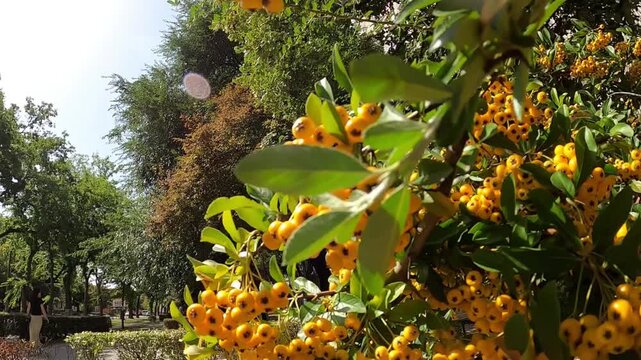 Bright yellow pyracantha berries on a green bush in a spring park