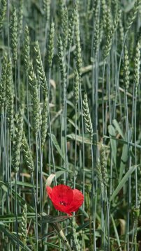 Agrikultur Hintergrund Video, sprie&szlig;ende gr&uuml;ne Weizen Pflanzen im Fr&uuml;hling auf Weizenfeld mit roter Mohn Pflanze bewegen sich im Wind