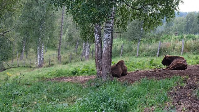 Video of European Bisons or Bison bonasus lies in a forest clearing in Altai natural environment.