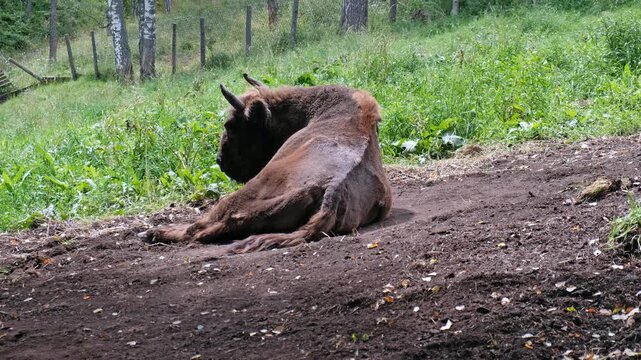 Video of European Bisons or Bison bonasus lies in a forest clearing in Altai natural environment.