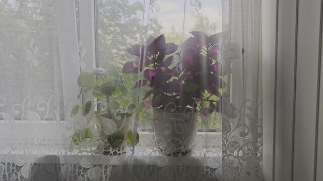The delicate curtain lets sunbeams filter through, casting shadows on two potted house plants resting on a windowsill. This image captures a cozy home interior bathed in gentle natural light