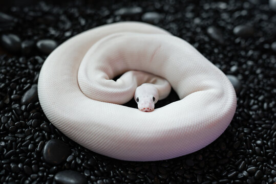 High-angle shot of a beautiful Blue-eyed Leucistic (BEL) Ball Python snake coiled on black stones
