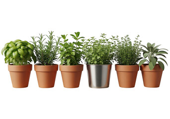 Fototapeta premium A row of six potted culinary herbs including basil, rosemary, mint, oregano, thyme, and sage in clay and... isolated on a transparent background