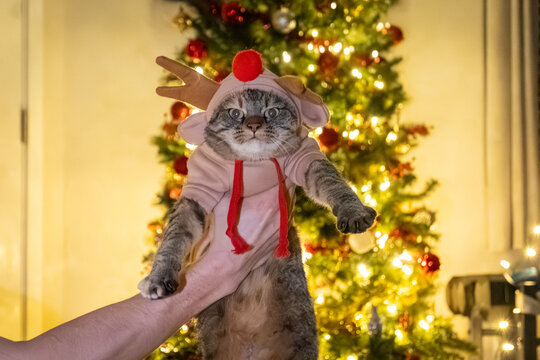 Cat wearing chicken costume held up indoors near Christmas tree