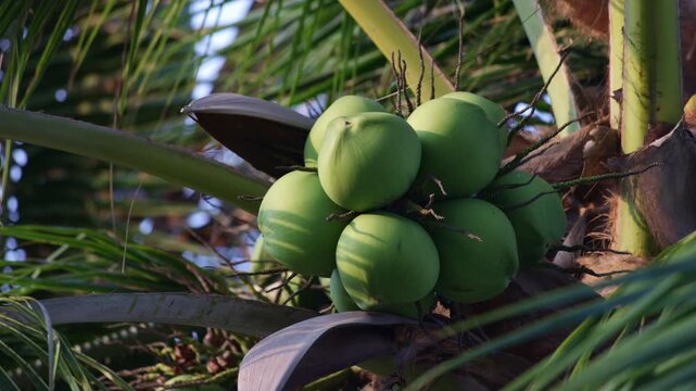 Cluster of fresh green coconuts growing on a palm tree, gently swaying in the wind while sunlight filters through the fronds, casting moving shadows across the ripening tropical fruit