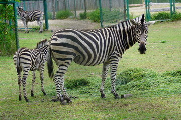 zebra eating grass © Zhanna