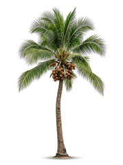 Fototapeta premium Isolated Coconut Palm Tree with Coconuts on a White Background