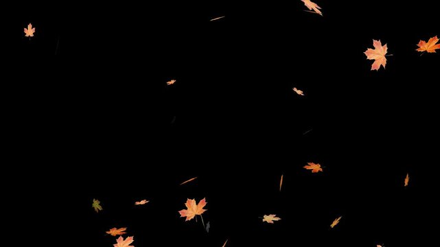 Falling autumn leaves backgrounds - isolated and loopable.Autumnal maple leaves rotation on white background. Vibrant autumn leaves gently falling. perfect for compositing, motion nature scene abstrac