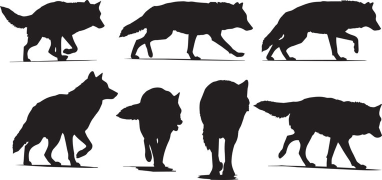 Collection of wolf silhouettes in various poses on white background  walking and standing