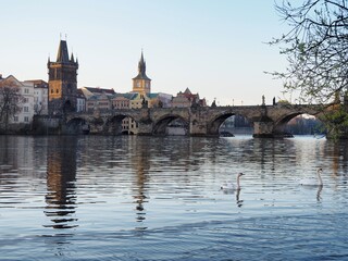 Fototapeta premium Swans glide across the calm waters of the Vltava River against the backdrop of Charles Bridge and Prague's architecture at sunrise. Magical atmosphere of early morning in Prague, Czech Republic.