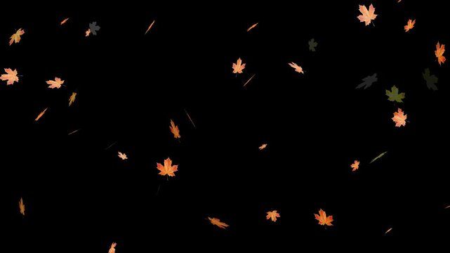 Falling autumn leaves backgrounds - isolated and loopable.Autumnal maple leaves rotation on white background. Vibrant autumn leaves gently falling. perfect for compositing, motion nature scene abstrac