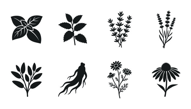 Herbal Medicine Icons, Botanical Vector Set: Medicinal Plants, Ginseng Root, Lavender, Basil, Mint, Daisy, Echinacea, Black Silhouette Collection for Health and Wellness