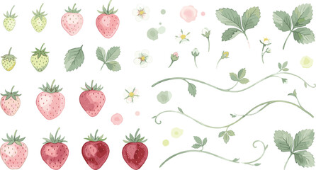 Watercolor strawberry growth stage vector set featuring unripe green berries pink ripening fruits red strawberries white blossoms delicate leaves and vine tendrils © MdMahfizur
