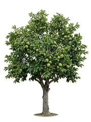 Obraz premium Isolated full shot of a flowering tree with numerous green fruits on white background