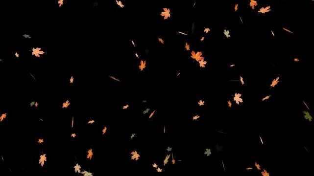 Falling autumn leaves backgrounds - isolated and loopable.Autumnal maple leaves rotation on white background. Vibrant autumn leaves gently falling. perfect for compositing, motion nature scene abstrac