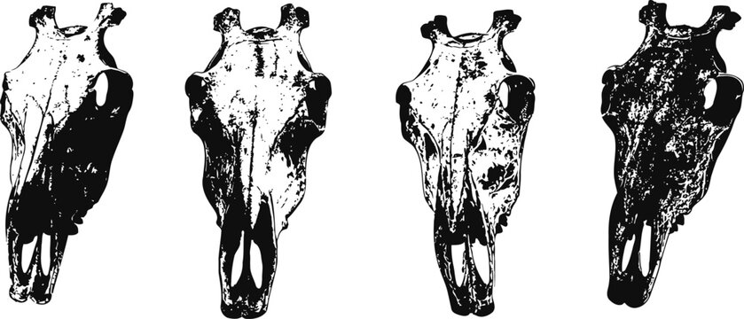 four black and white vintage animal skull illustrations detailed textured bones in various views