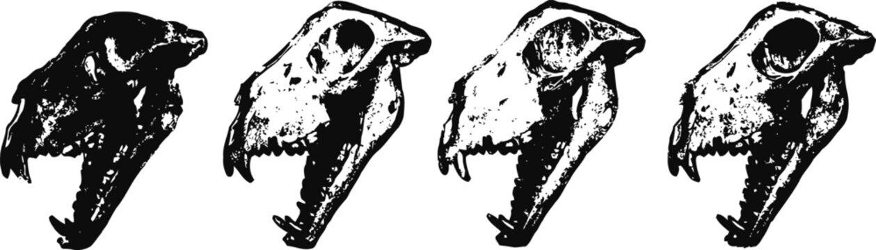 evolution of primate skulls showing gradual anatomical changes over time