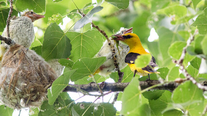 yellow billed hornbill © lazalnik