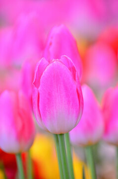 Tulipa is the form of spring - blooming perennial herbaceous bulbiferous geophytes.These flowers are large, showy and brightly pink colored.