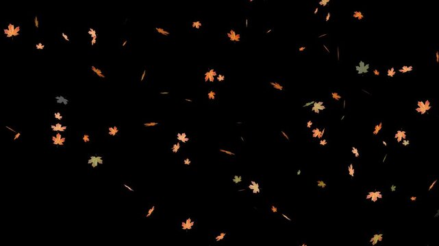 Falling autumn leaves backgrounds - isolated and loopable.Autumnal maple leaves rotation on white background. Vibrant autumn leaves gently falling. perfect for compositing, motion nature scene abstrac