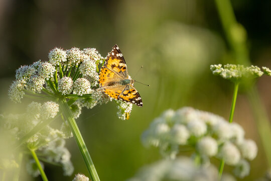 A Painted Lady butterfly stops for brunch on cow parsley in Bristol, England &mdash; wings half-open, completely unbothered by the queue forming behind her.