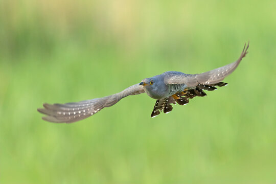 A magnificent, sharp wildlife action photograph of an adult Common Cuckoo (Cuculus canorus) in full flight, heading directly towards the viewer. 