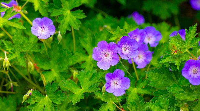 Flowers in a colorful garden in bright sunlight in springtime, Almere, Flevoland, The Netherlands, June 6, 2026