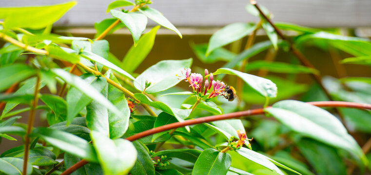 Bumblebee flying over flowers in a colorful garden in bright sunlight in springtime, Almere, Flevoland, The Netherlands, June 6, 2026