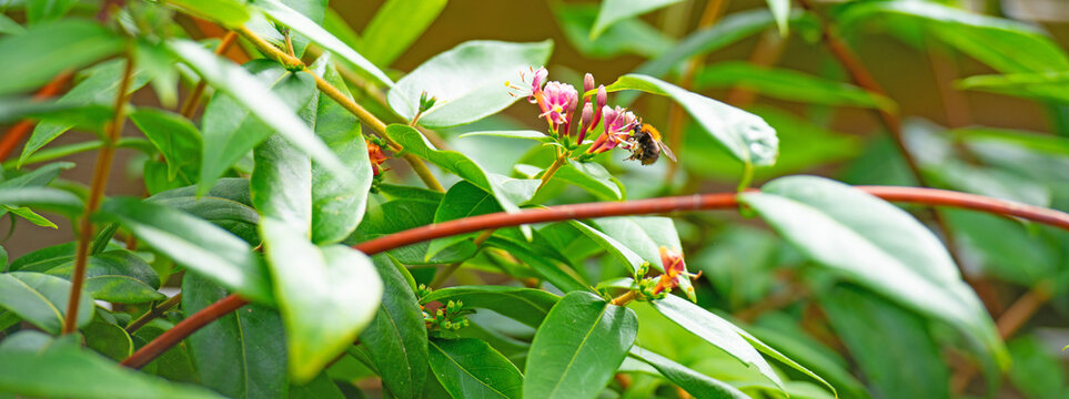 Bumblebee flying over flowers in a colorful garden in bright sunlight in springtime, Almere, Flevoland, The Netherlands, June 6, 2026