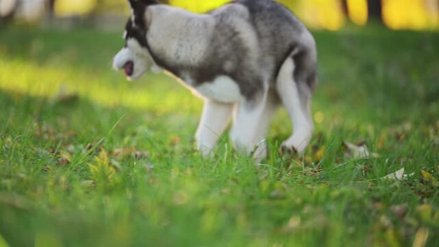Funny Siberian Husky Puppy Falling on Grass in 4K