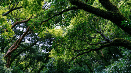 Fototapeta premium Dense forest canopy overhead reveals layered gradient of emerald, jade, and sage foliage filtering diffuse ambient illumination through successive tree crowns, creating botanical depth progression f