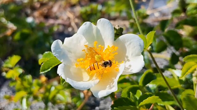 Macro shot of a hoverfly sucking nectar from a five-petal white wildflower with dense yellow stamens in a bright sunny garden.