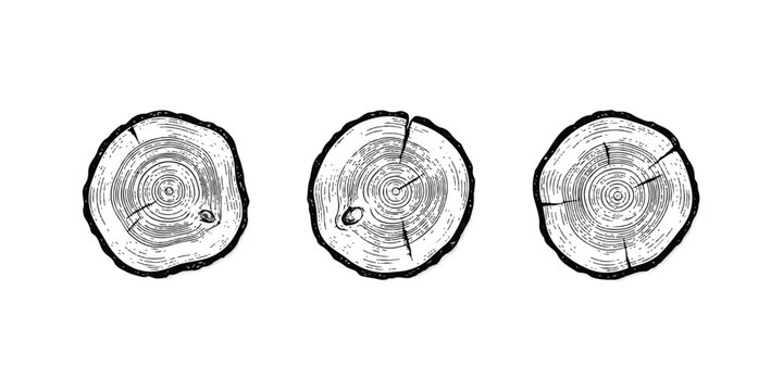 Three round tree log cross sections with detailed wood grain textures in black and white sketch style isolated on white background